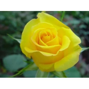 Роза "Golden gate"